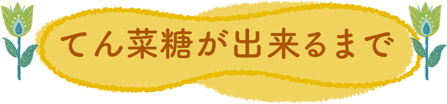 てん菜糖が出来るまで